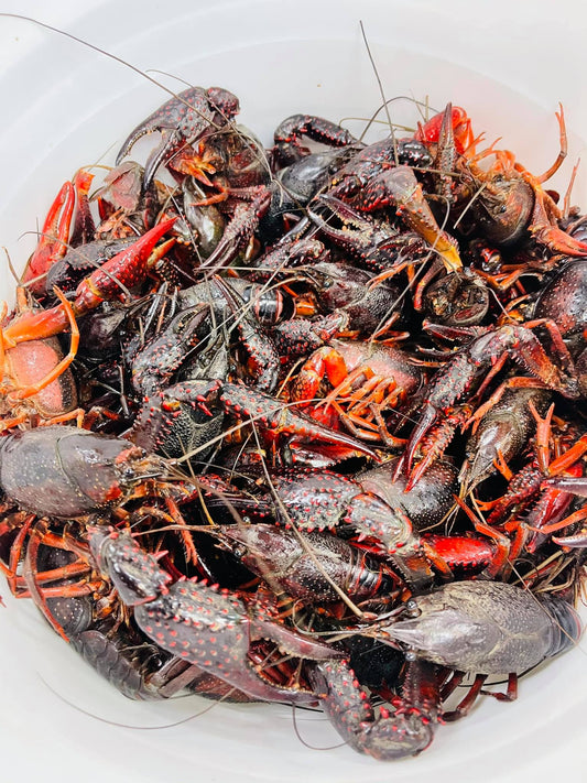 Đặt Cọc Cho Sack LIVE CRAWFISH , Nhận tại Houston