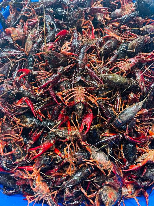 Live Crawfish