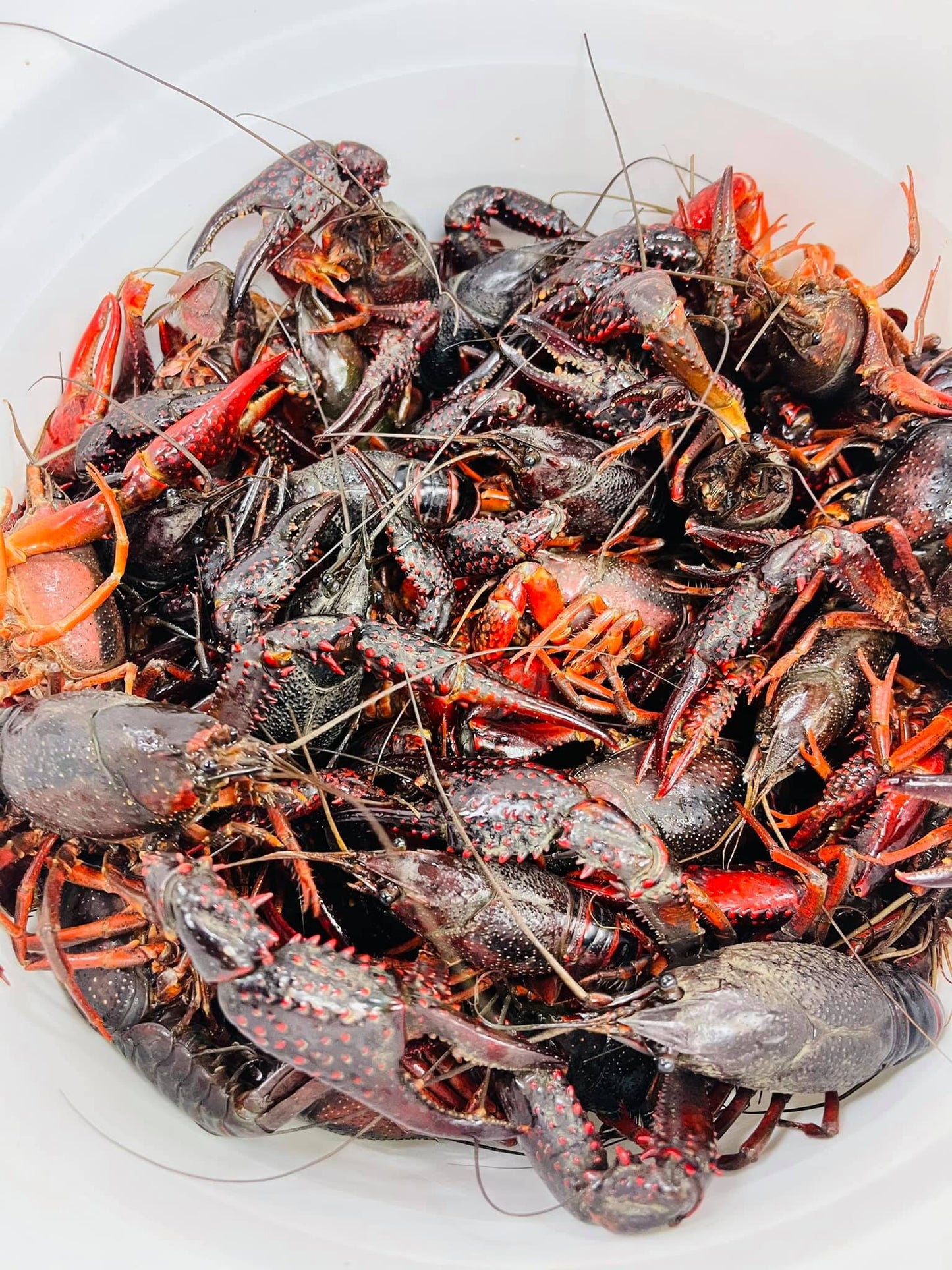 Buying crawfish online on the Internet, at local seafood markets